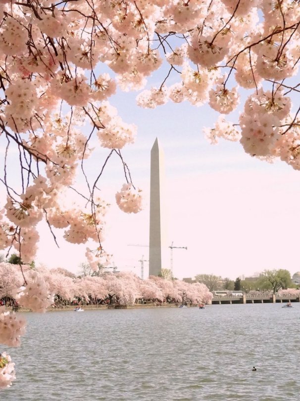 Cherry_Blossoms_Washington_Monument,_Rizka_commons_7b