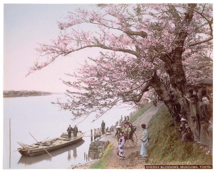 MFA_Cherry_blossoms_postcard_ca._1895_Mukojima_7b